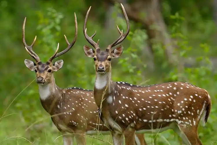 Chennai to Kollur Mookambika Wildlife Sanctuary